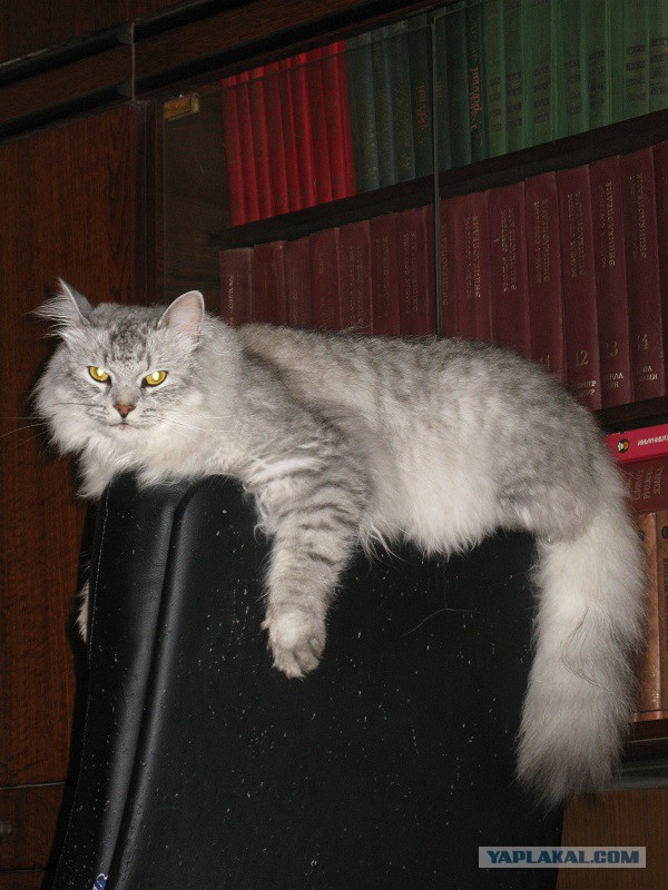 Котовторник 6.05.2014