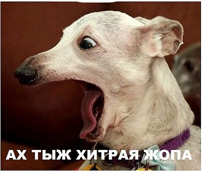 Популярные мемы на ЯПе