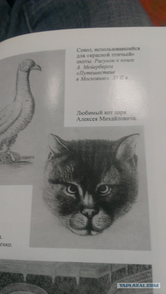 Котовторник