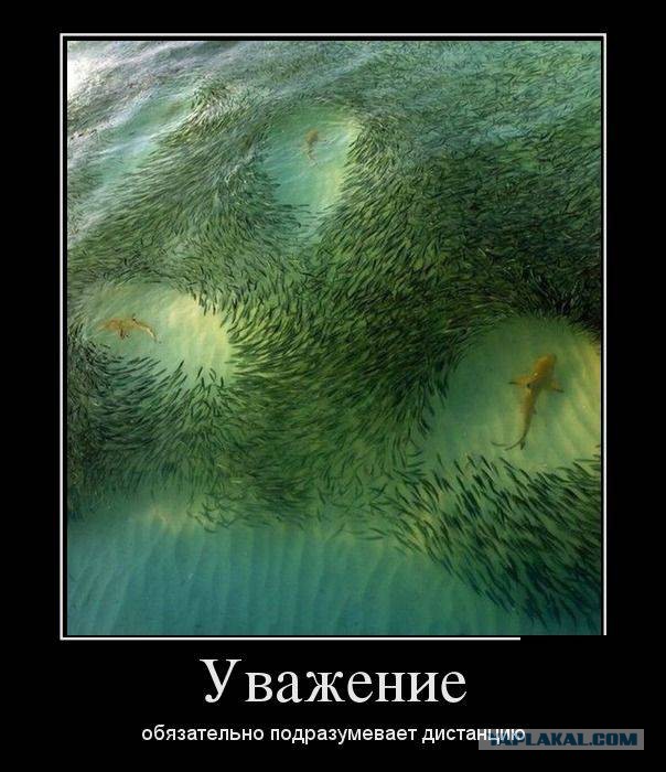 Весёлости