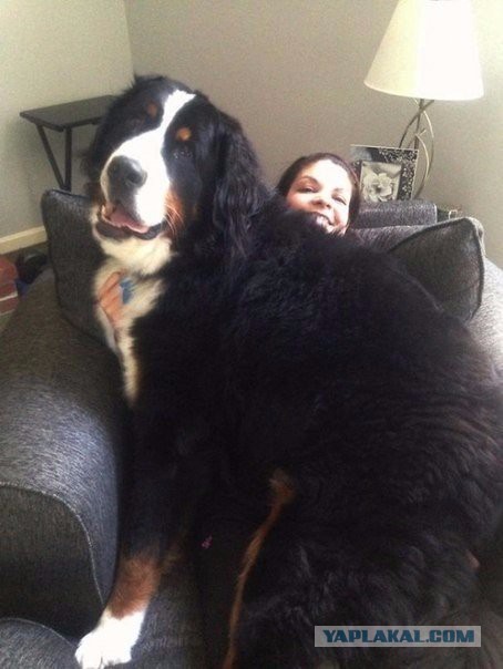 Собаки, которые не понимают, что они огромны