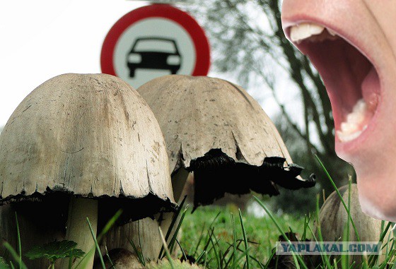 Удивительный мир грибов