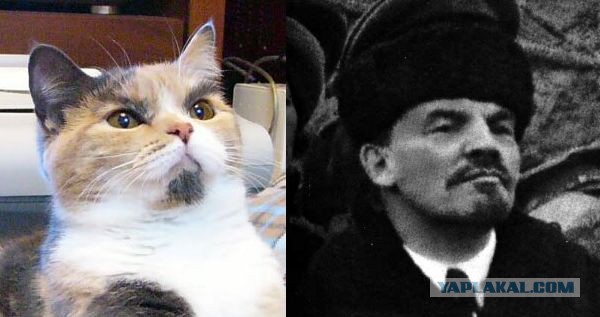 Знаменитости и их  двойники из мира животных