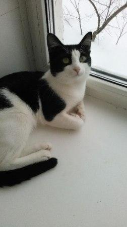 Котовторник 23.02.2016