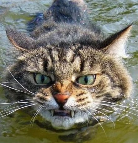 Этот ВЗГЛЯД!