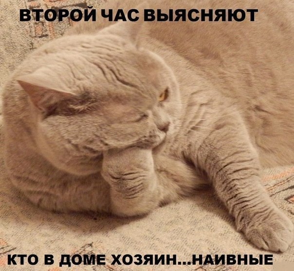Прикольные животные