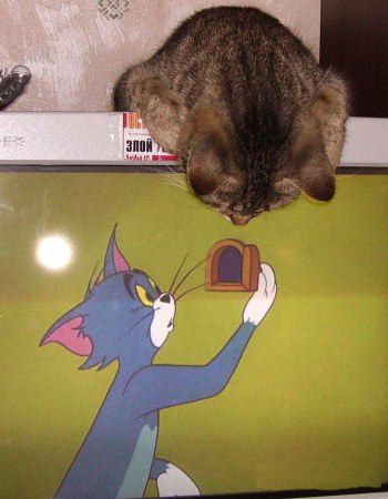 Котомет на вторник - супер подборка котов! (22.01)