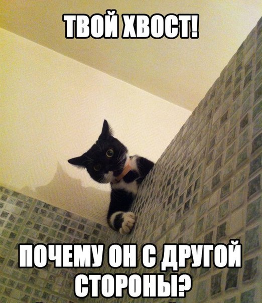 Я конечно люблю котиков, но иногда они реально как заноза в заднице