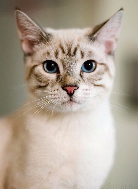 Коты из сети