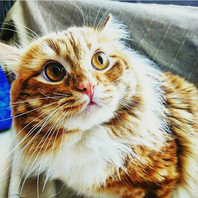 Коты и Кошки