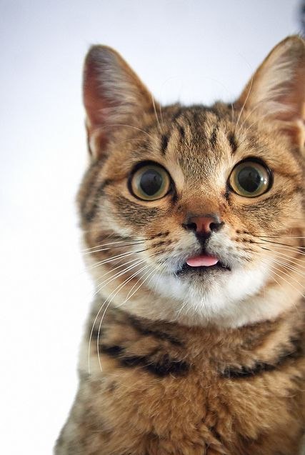 Коты и Кошки