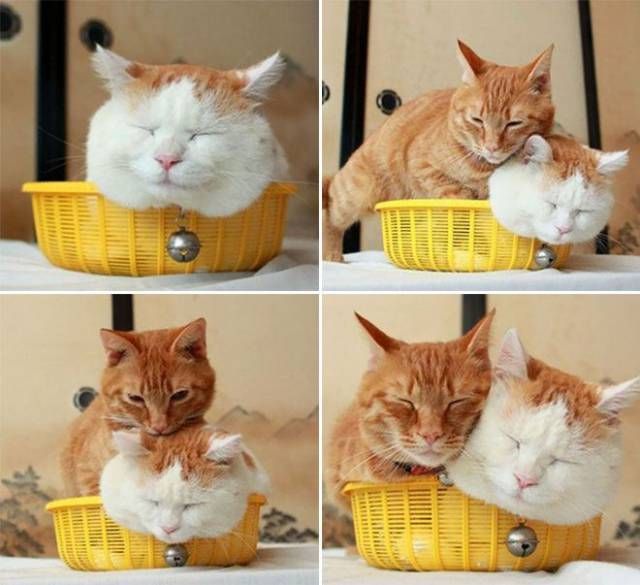 Коты и Кошки