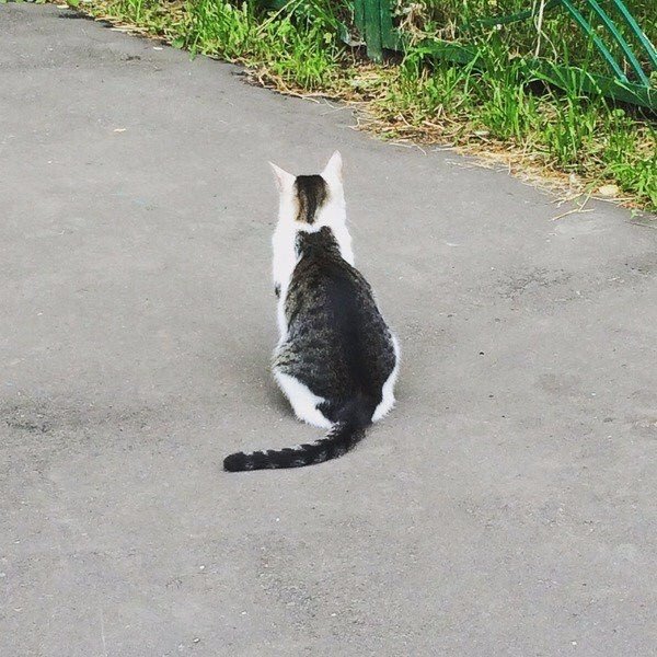 Коты и Кошки