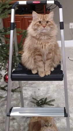 Котовторник  23.01.2018