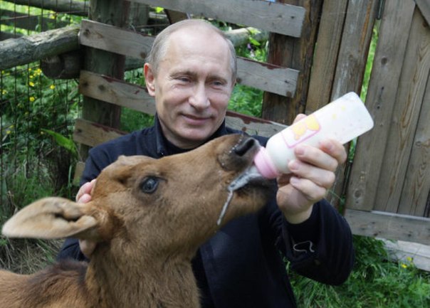 Живность из сети