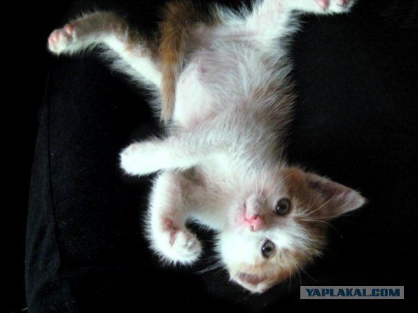 УРРААА ! Котовторник на ЯПлакалъ !