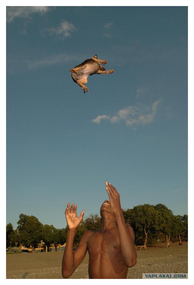 Африканская летающая обыкновенная