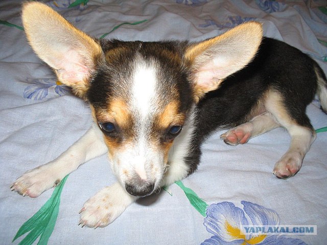 Средопсы!
