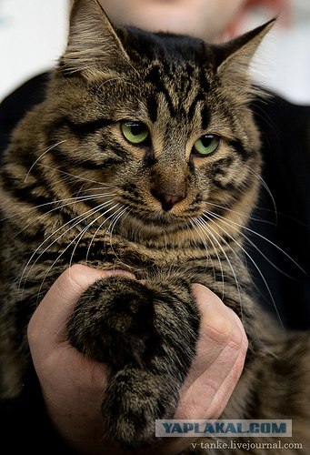 Котовторник (02.06.2009)