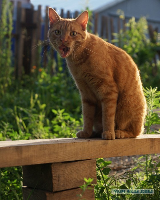 Котовторник (07.02.2012)