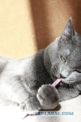 Котовторник 24.04.2012