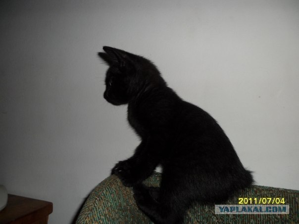 Котовторник  28.08.12