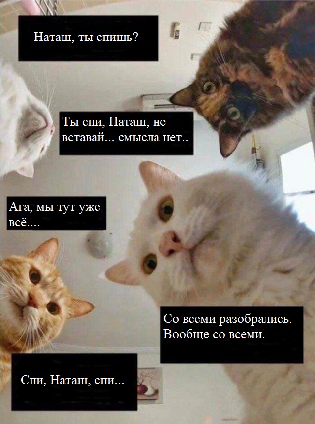 «Наташ, ты спишь?» Мемы с котами стали хроникой смутных времен