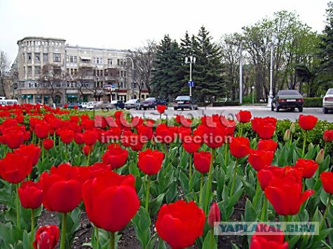 Алчность, жадность + стадный инстинкт.