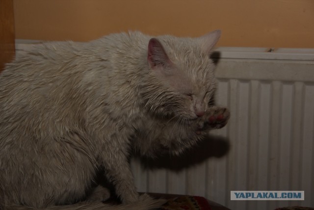 Котовторник 16.04.2013