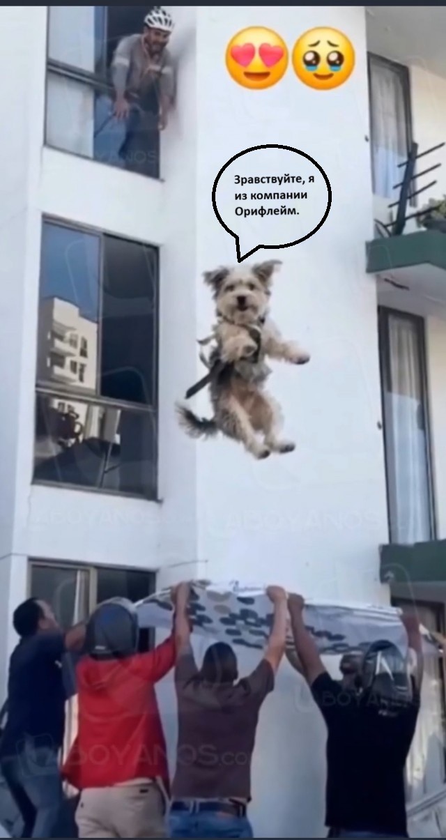 Спасли песика