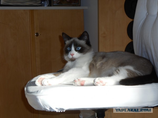 Котовторник   17.12.2013