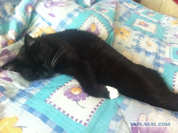 Котовторник 10.06.2014
