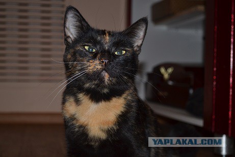 Котовторник 11.11.2014