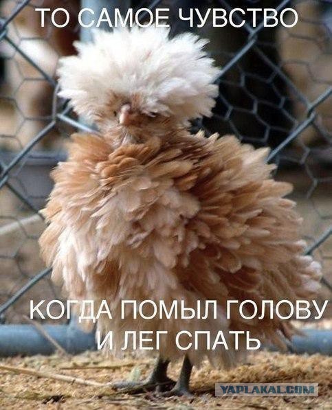 Весёлое из сети