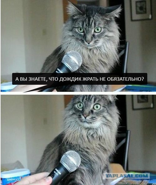 Кошачий Hardcore