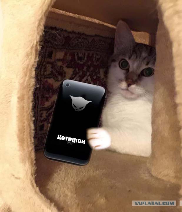 Запилил ковёр коту