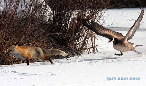 А можно я с уточками поиграю?