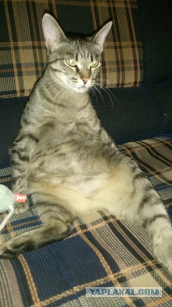 Котовторник