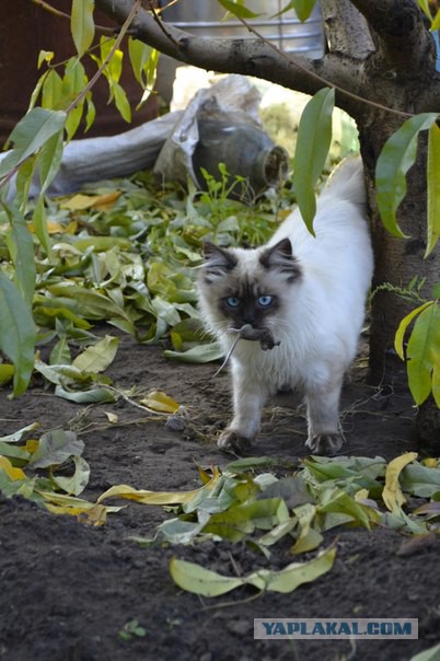 Котовторник 25.08.2015