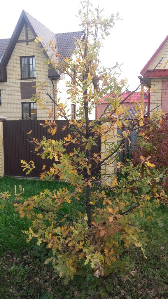 За что я люблю Россию и свой район