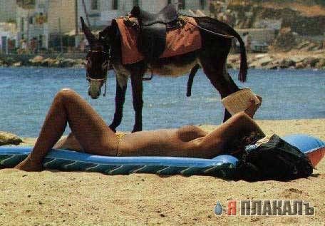 Все о КОНЯХ, ЛОШАДЯХ, ОСЛАХ