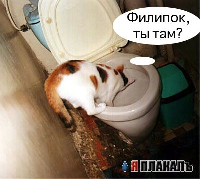 Кошки и Собаки - большая подборка