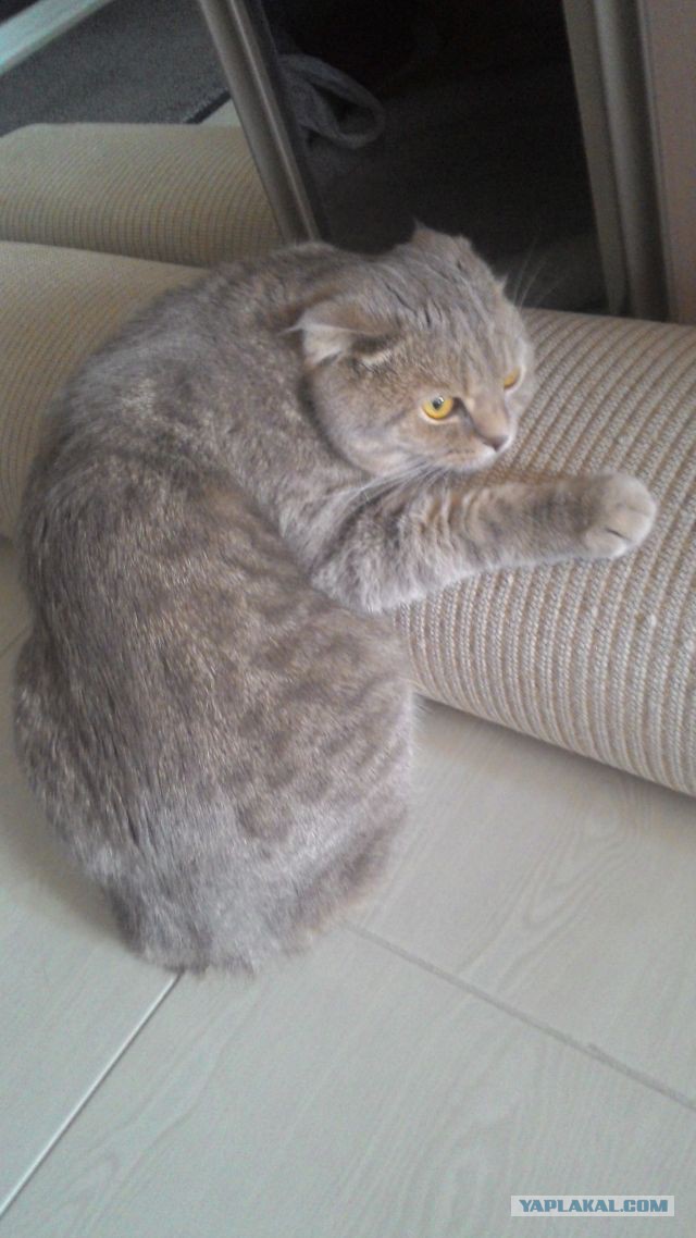 Котовторник 07.06.2016