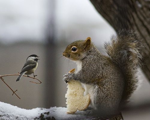 Самые смешные животные