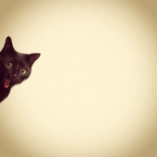 Коты из сети