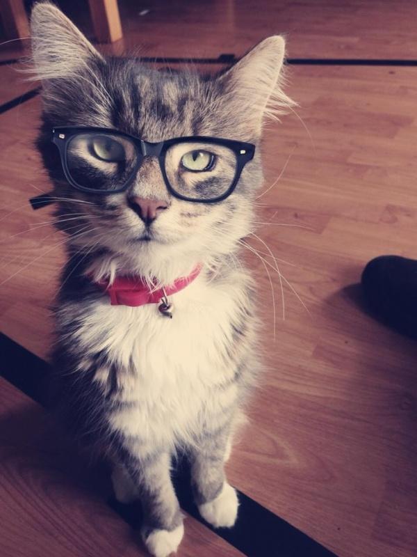 Коты и Кошки