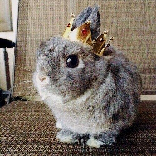 Самые смешные животные