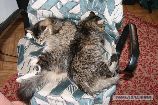 Котовторник  15.08.2017