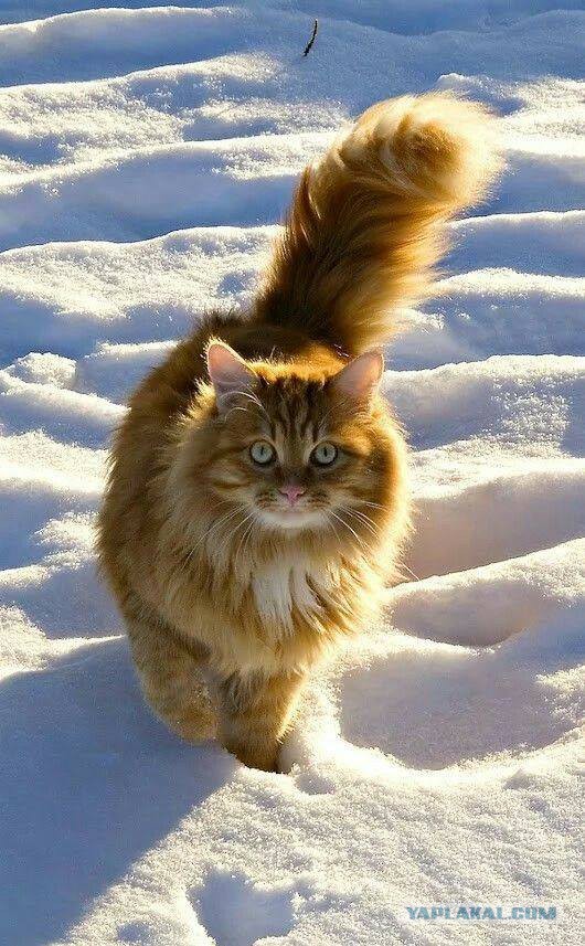 Котовторник 16.01.2018