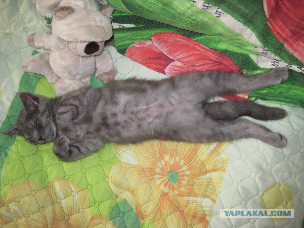 Котовторник 20.02.18